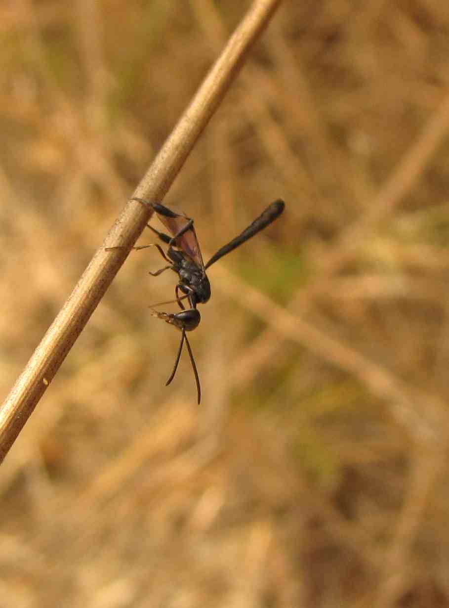 Chrysopidae  (Neuroptera) e Gasteruptionidae (Hymenoptera)